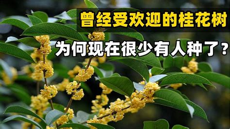 門口可以種桂花嗎|【門前的風水樹】門前種什麼樹風水好種對了樹好運連連 